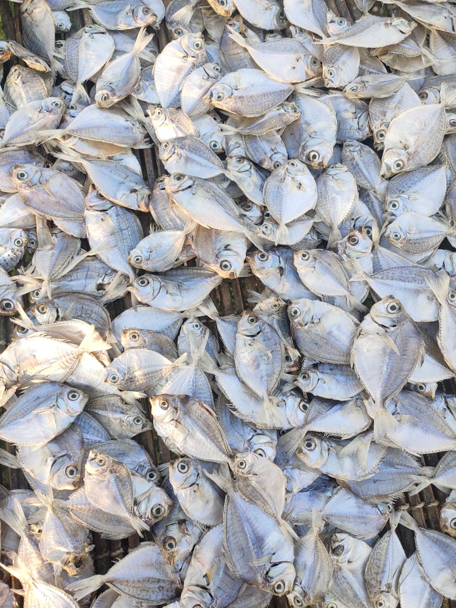 Close-Up Shot of White and Gray Fishes